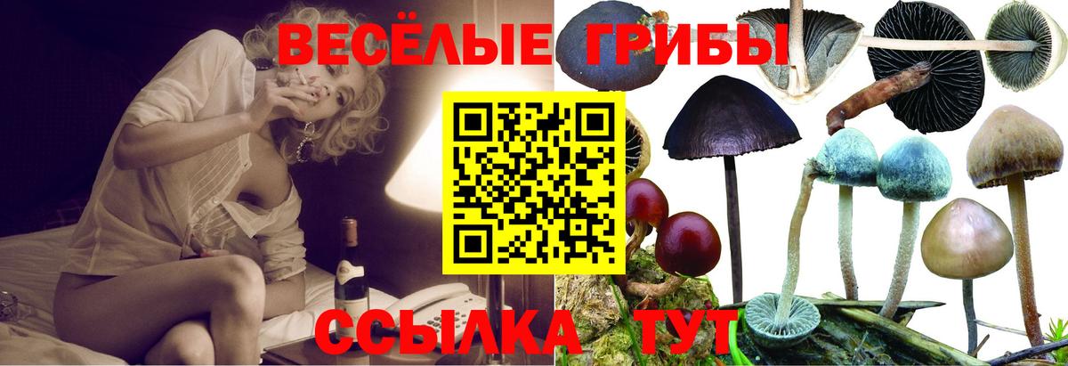 Псилоцибиновые грибы Cubensis Артём